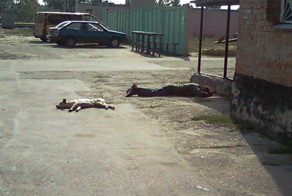 Дорогая, сегодня спим вальтом