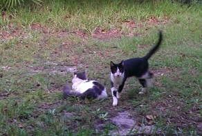 Уважаемые Господа Админы!