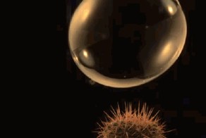 Встреча пузырька с кактусом