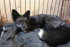 История Иблис