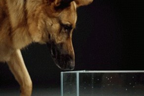 Как собаки лакают воду?