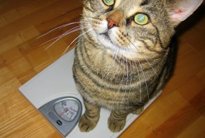 Прикольные фото и картинки от zubrilov за 09.08.2012 №123777