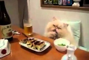 Кот кайфует за столом!