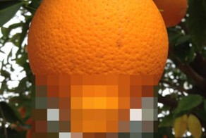  Рождение апельсина