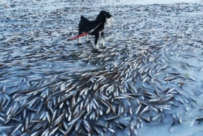 Гольфстрим остывает? ВПЕРВЫЕ ЗАМЁРЗЛО НОРВЕЖСКОЕ МОРЕ