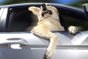 Мем: Собака в автомобиле