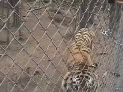 Просто без комментариев!!!