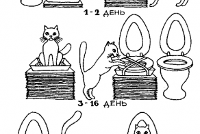 Кошатникам на заметку