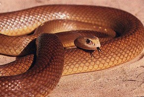 Самые опасные змеи