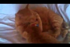 Самые ласковые котики!