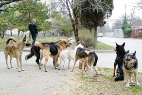 Про любителей бездомных собачек и кошечек