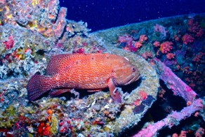 Еще пост на тему подводного мира для тех кому может быть интересно.