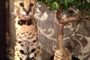 Домашний Сервал 