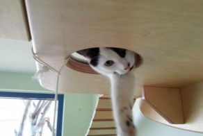 Райское место для кошечек!