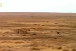 Гепард и заяц