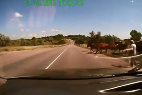 Сбили буренку