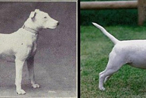 О "чистокровности" собак