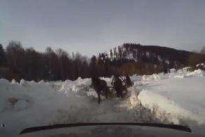 Сбежавшие лошадки