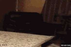 Кот Майкла Джексона