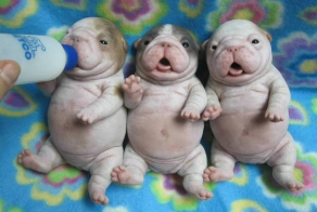 Фото  дня. ОНИ НАСТОЯЩИЕ!