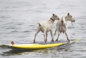 Бесплатный фотоприкол