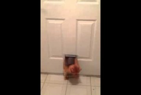 Трудная жизнь кота!