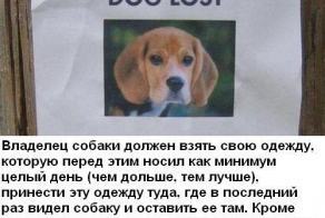 Как найти потерянную собаку