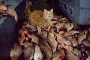 Подборка братьев наших меньших