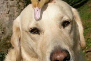 Мамы разные нужны, мамы всякие важны