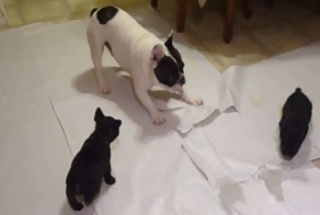 Подборка видео от 20.01.2014 