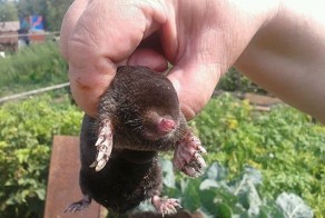 Ах вот он какой!