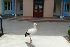 Аист заступает на смену