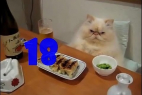 Смешные кошки. Выпуск #17 и Выпуск #18