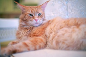 Позитив про кота и хомяка)))