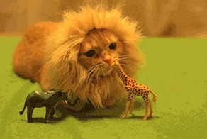 Лев кусает жирафа!