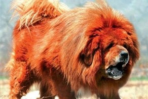 Интересные факты о собаках + Топ 10 лучших пород