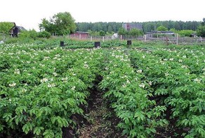 Как Миша сажал картошку.