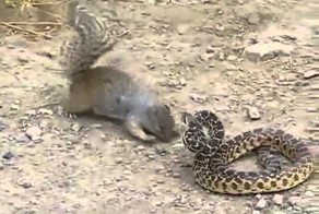 Белка атакует змею!