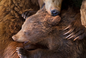 Самые добрые фотографии объятий животных