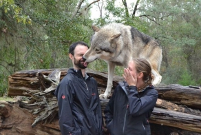 Мы встретили вот такого волка