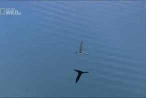 Мягкая посадка