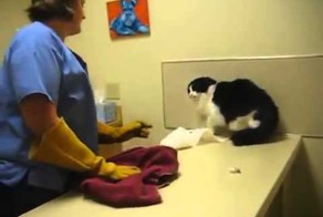 Очень злой кот на приеме у ветеринара!
