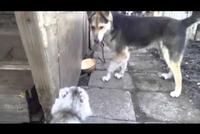 Злая кошка терроризирует собаку!