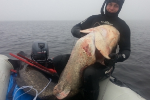 Подводная Охота. Сом 70 кг... Spearfishing Catfish 70 kg.