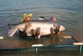  По умолчанию Gillhams Fishing Resorts: вот это рыба! 