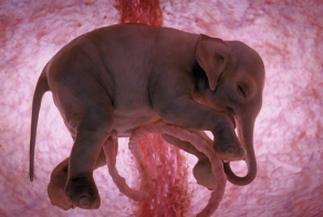 Животные в утробе матери