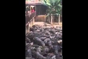 Голодная стая крокодилов!