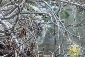 Драматическое спасение волка 