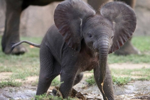 Спасение слоненка