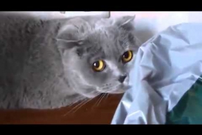 Коту очень страшно за сделаное!
